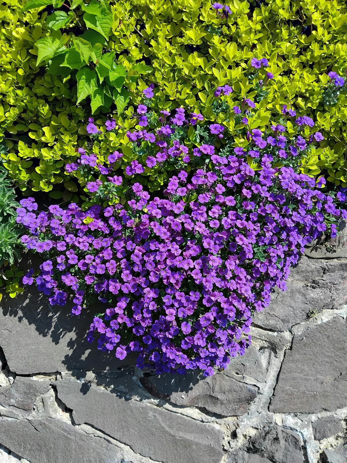 Hvilke blomster skal man plante på en kirkegård / foto pexels.com Hvilke blomster skal man plante på kirkegården / foto pexels.com
