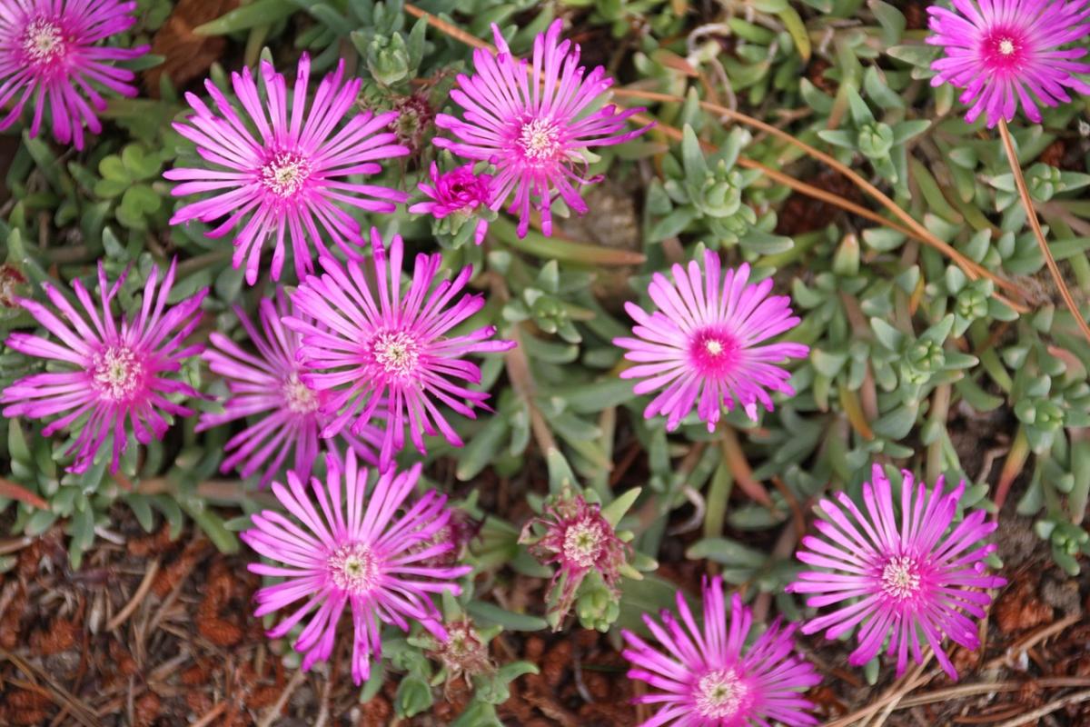 Hvilke blomster skal man plante på en grav / foto pexels.com Hvilke blomster skal man plante på graven / foto pexels.com