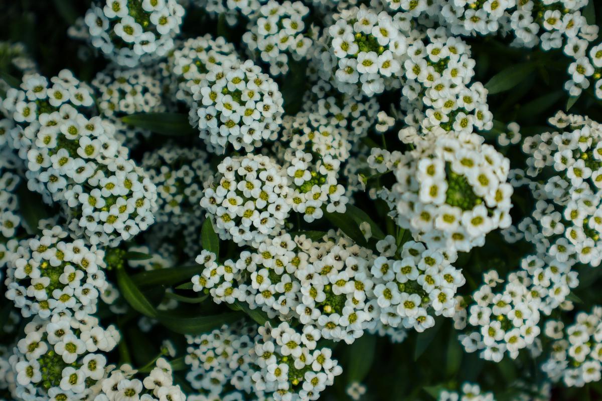 Hvilke uhøjtidelige stauder kan plantes på en kirkegård / foto af chrechels.com Hvilke uhøjtidelige stauder kan plantes på en kirkegård / foto af chrechels.com