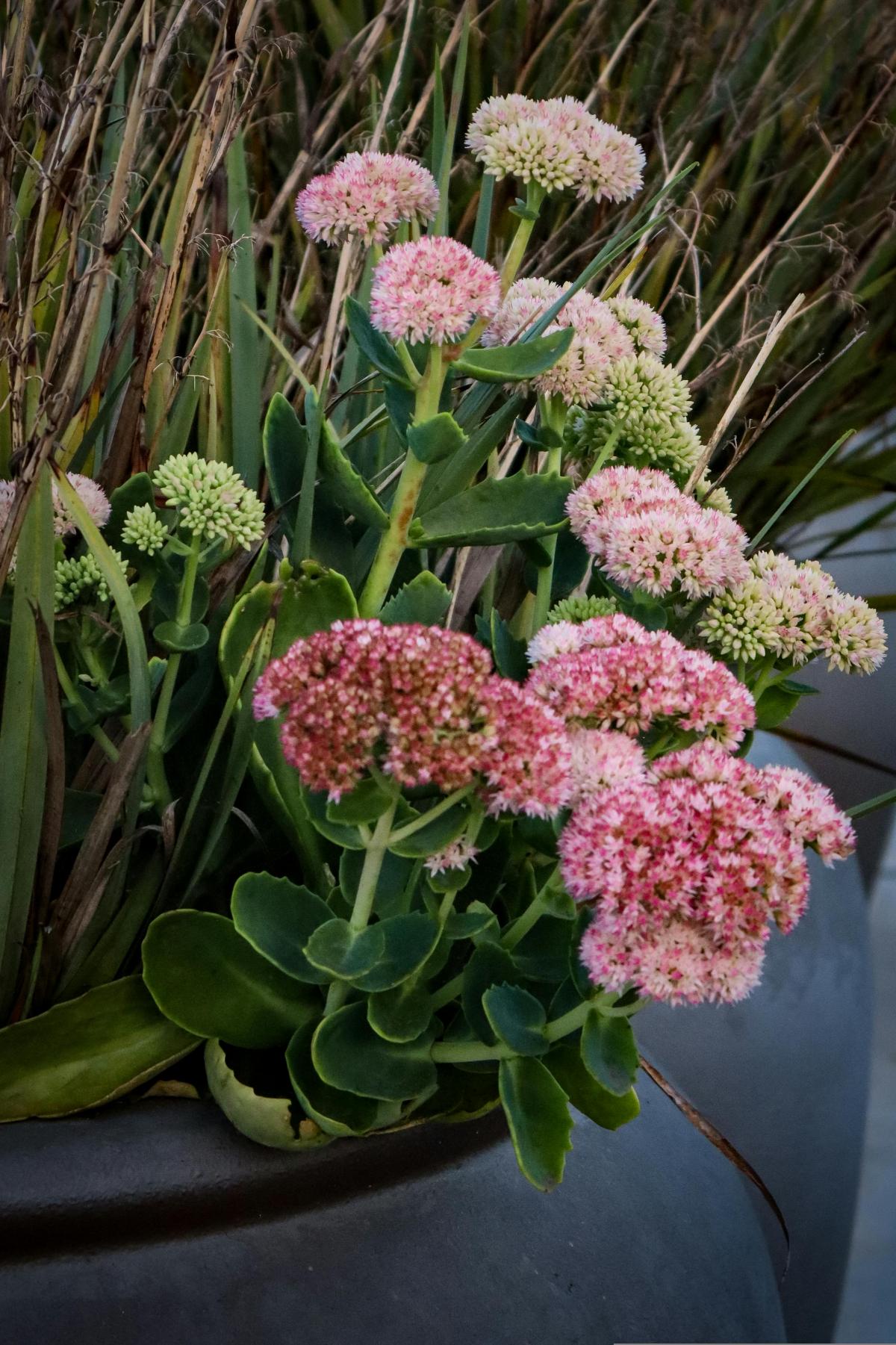 Hvilke blomster skal man plante på en kirkegård for at blomstre hele sommeren / foto pexels.com Hvilke blomster skal man plante på kirkegården for at blomstre hele sommeren / foto pexels.com