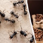 Insekter vil glemme vejen ind i dit hjem: et gennemprøvet middel mod myrer Insekter vil glemme vejen ind i dit hjem: et gennemprøvet