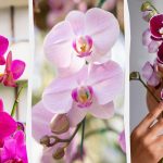 Orkideen vil blomstre om efteråret, hvis du fodrer den en gang om måneden med et enkelt middel Orkideen vil blomstre om efteråret, hvis du fodrer den en