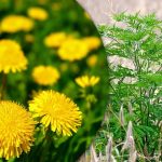 Portulaca, hvedegræs, ragweed: Sådan slipper du af med ukrudt i køkkenhaven for altid Portulaca, hvedegræs, ragweed: Sådan slipper du af med ukrudt i