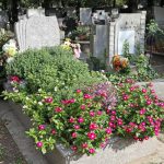 Selvblomstrende og let at vedligeholde: 4 perfekte blomster til gravanlæg Selvblomstrende og let at vedligeholde: 4 perfekte blomster til gravanlæg